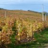 La Transbeaujolaise le dimanche 27 octobre 2013