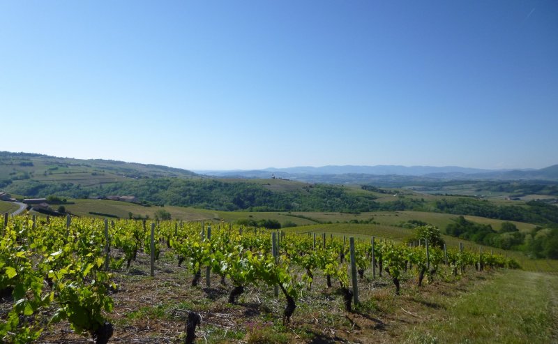 rando VTT Ternand dimanche 18 mai 2014